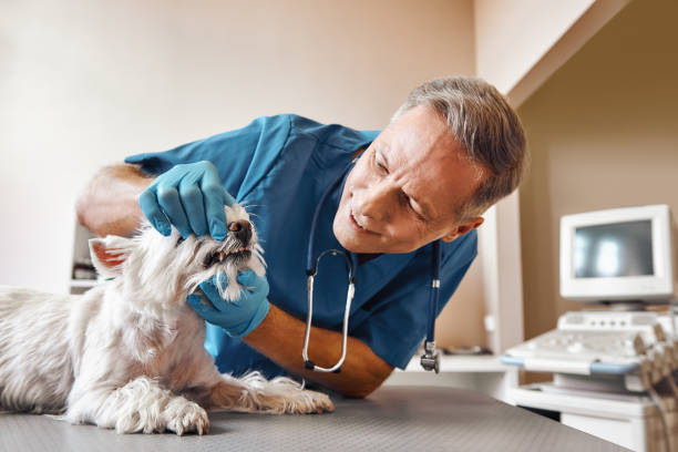 Best Emergency Root Canal Treatment in Elyria, OH